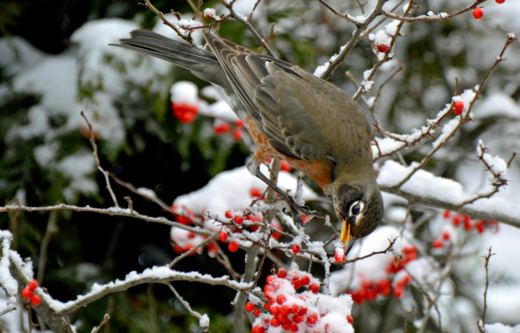 Overwintering robin eating winterberries