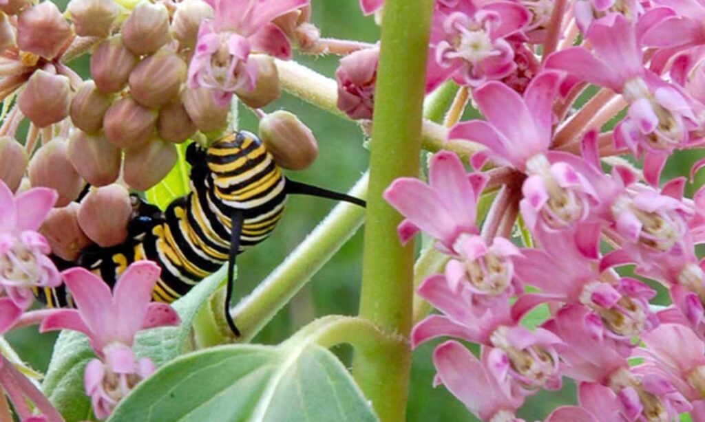 Monarch caterpillar eating milkweed