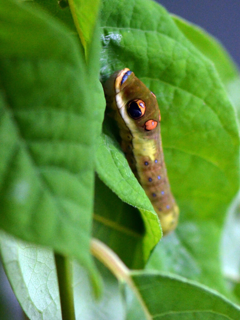 Spicebush caterpillar